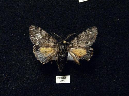  p>北极灯蛾, i>gynaephora rossii /i> (curtis, 1835),灯蛾科灯蛾属