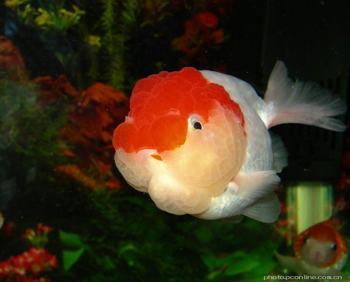  p data-id="gn57gao8y8">又名寿星头,吉祥鱼.丽鱼科.