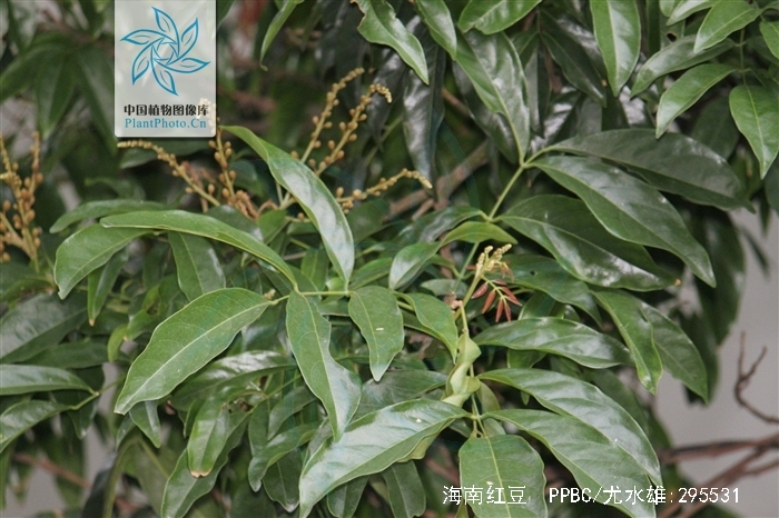 merr.)是豆科,红豆属常绿乔木或灌木.