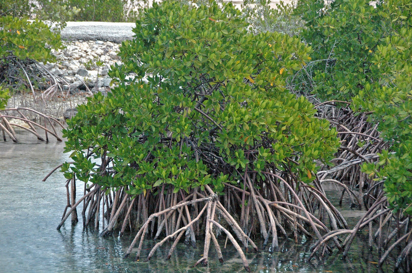  p>美洲红树(学名: i> /i> i>rhizophora mangle /i>  linn.