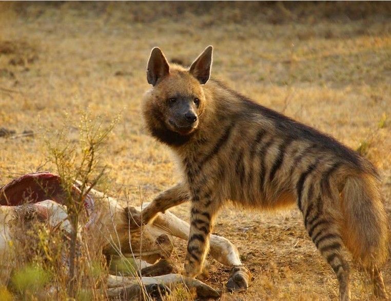 非洲鬣狗