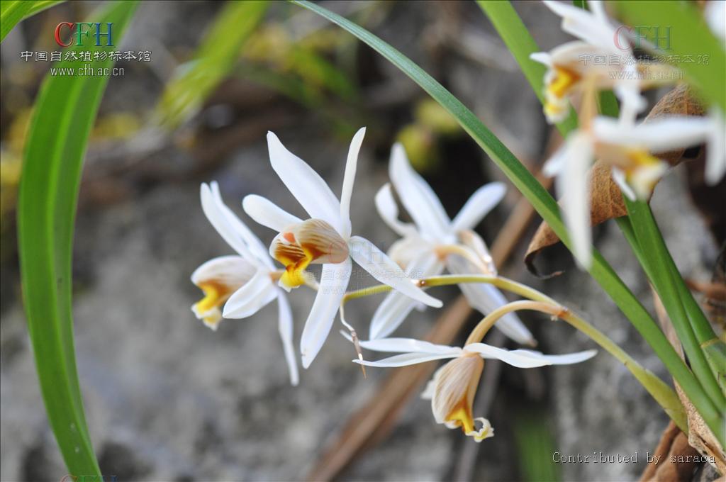  p>贝母兰(学名: i>coelogyne cristata /i>  lindl.