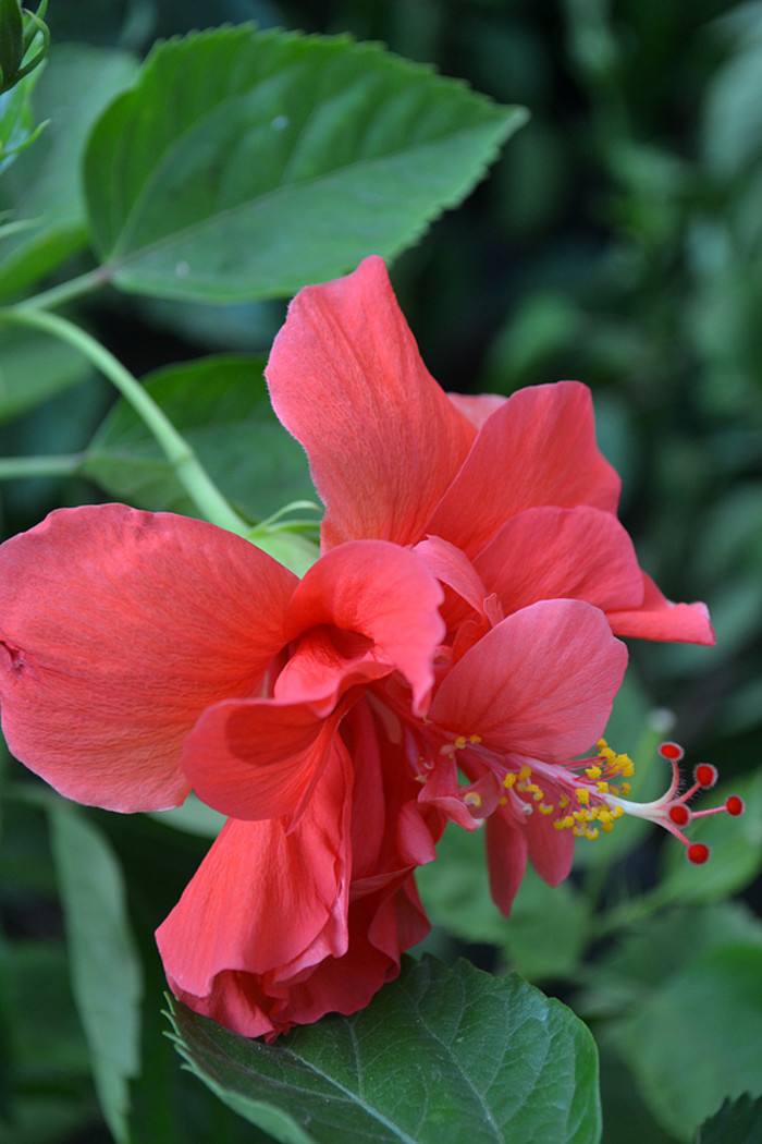 "go0ict7ng5">桑叶牡丹即 a target="_blank" href="/item/扶桑/6187"