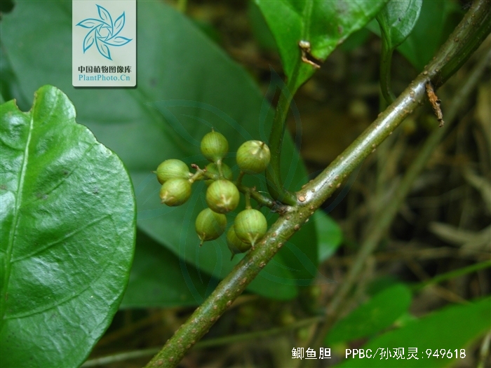 鲫鱼胆