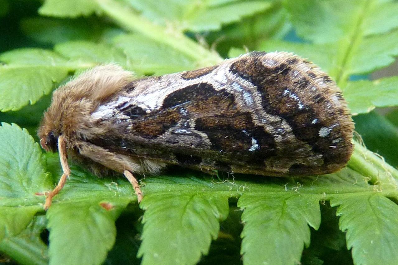 de geer,1778)是 a target="_blank" href="/item/蝙蝠蛾科/6244289"