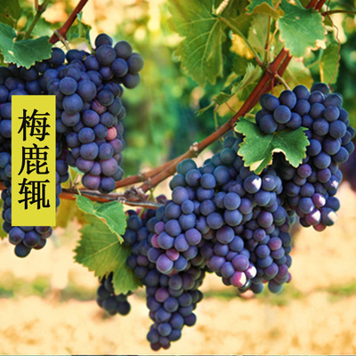  p>梅鹿辄(merlot),别名美乐,梅洛, a href="#">梅露 /a>汁,原产法国 