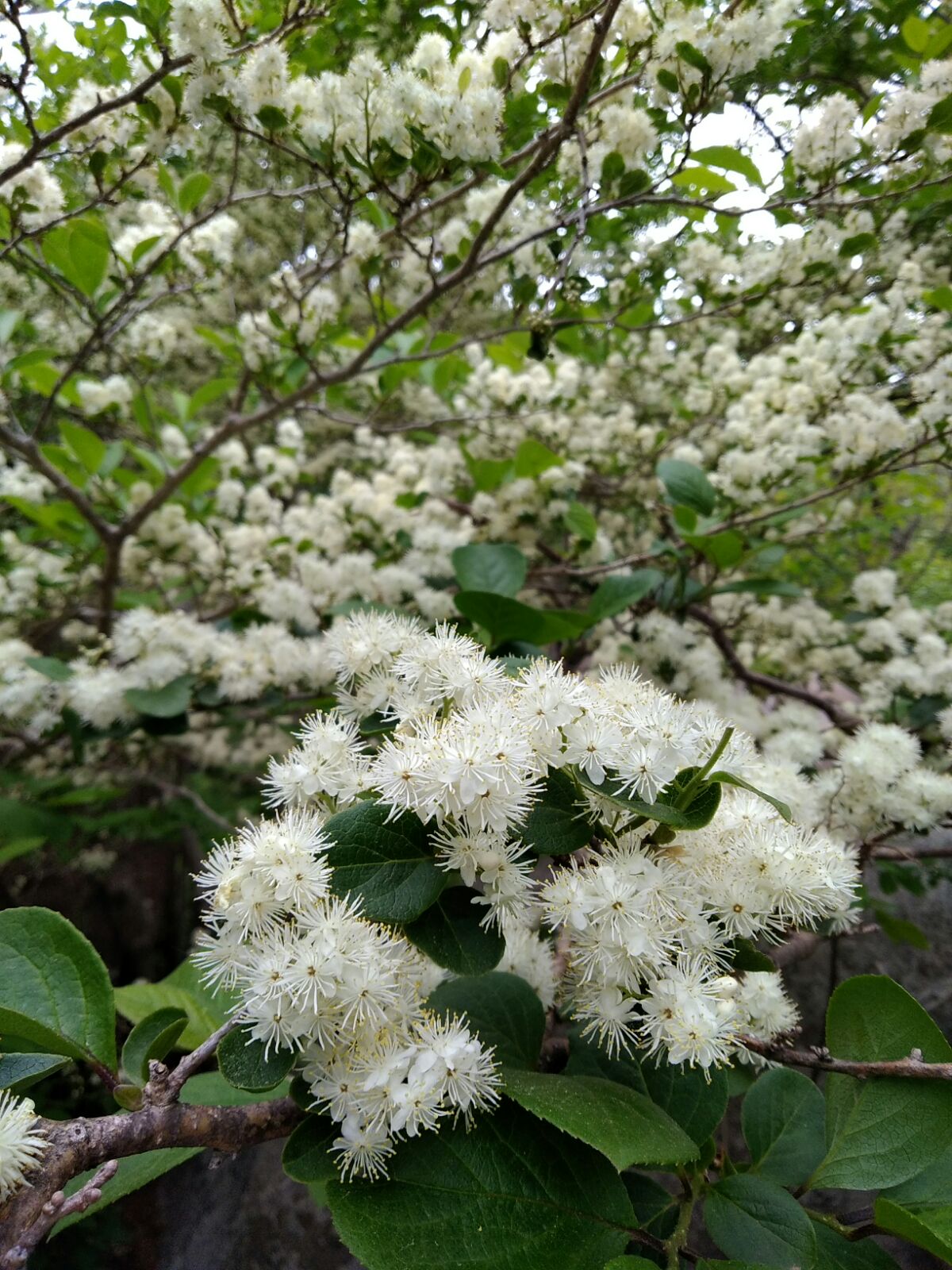  p data-id="tyjtmp58nupm">白檀( i>symplocos tanakana /i> nakai)