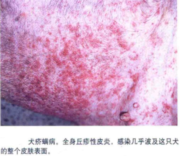 犬疥螨病