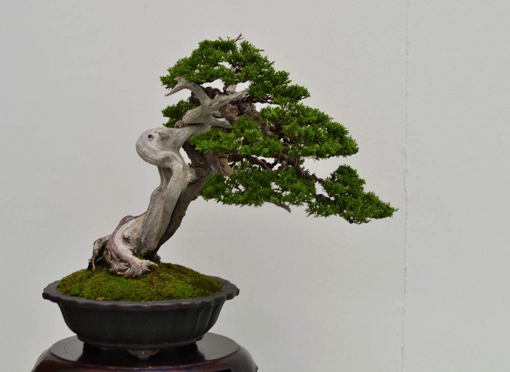 盆景技艺(苏派盆景技艺)