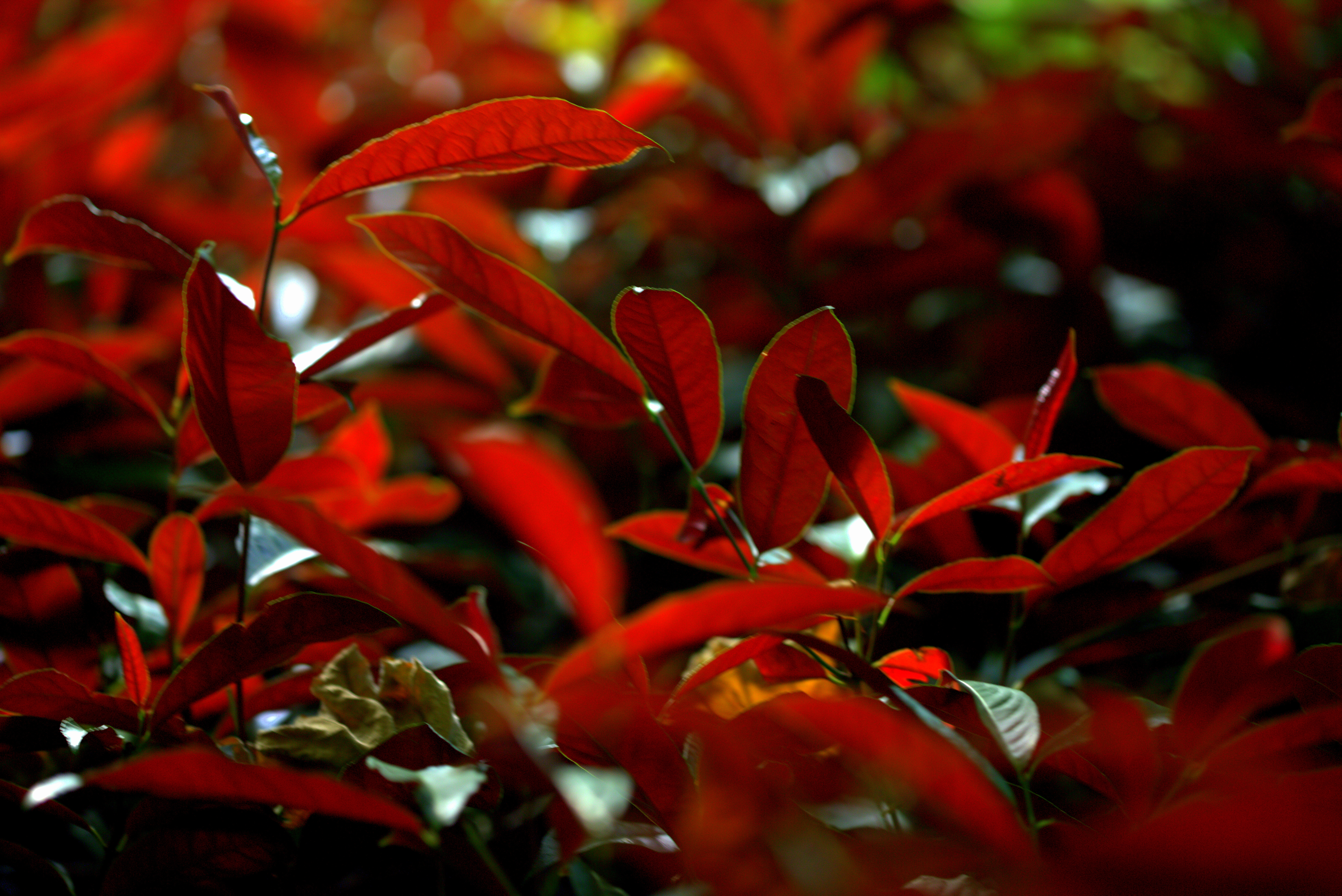  p data-id="tztpkcocqdkm">红背桂花( i>excoecaria cochinchinensis