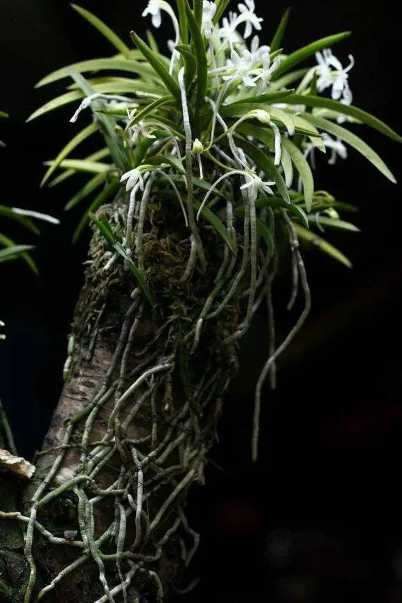 h. hu)是兰科风兰属单子叶植物纲,兰科,万代兰族附生草本植物,小型.