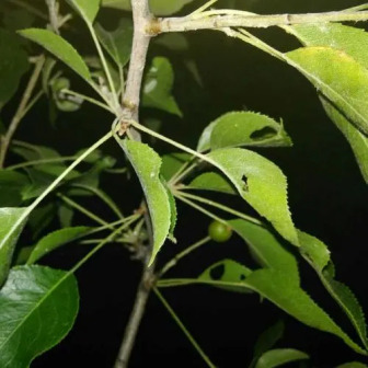 杜梨（蔷薇科梨属植物）_百度百科