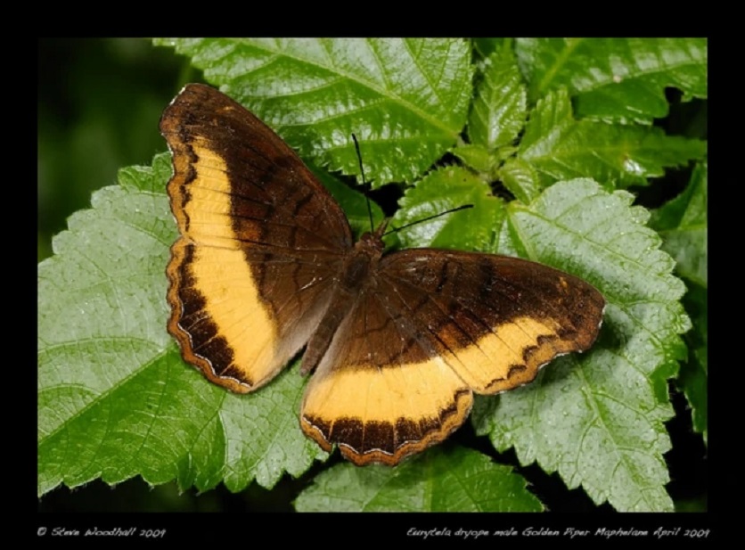  p>红带黑蛱蝶,非常独特的暗褐色蝴蝶, a target="_blank" href="