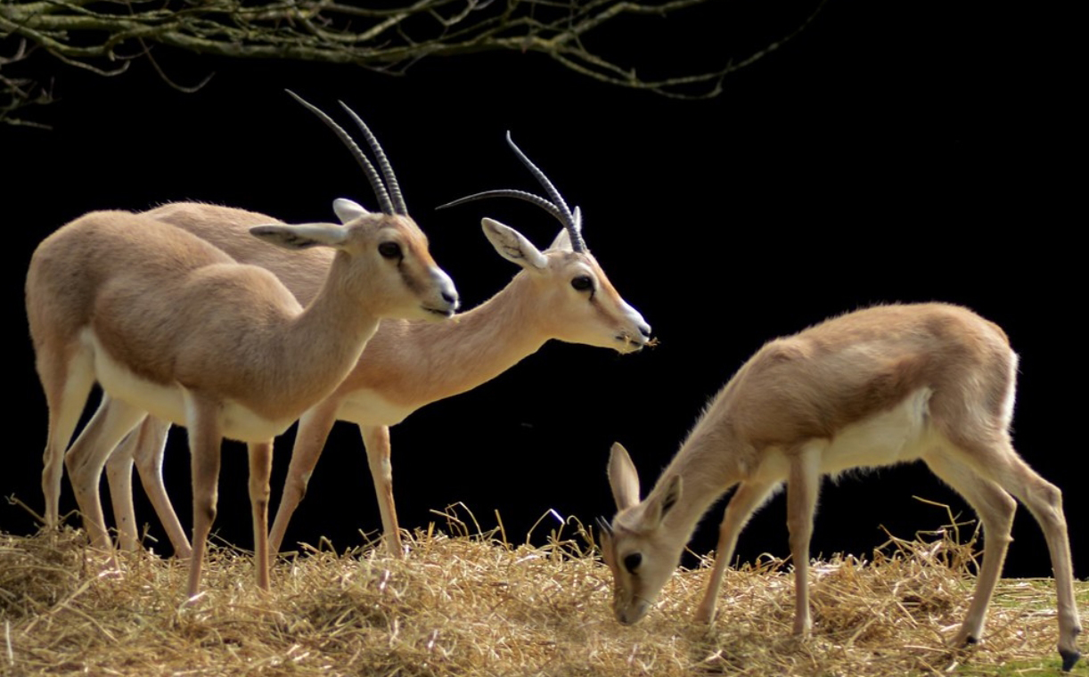  p>细角瞪羚(学名: i>gazella leptoceros /i>):是偶蹄目,牛科,瞪羚属