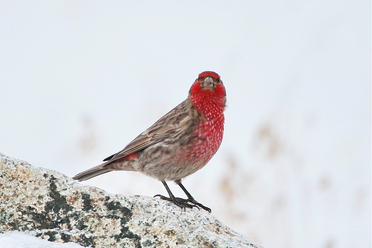 红胸朱雀疆西亚种