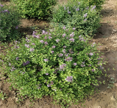 小叶丁香无性系l-14