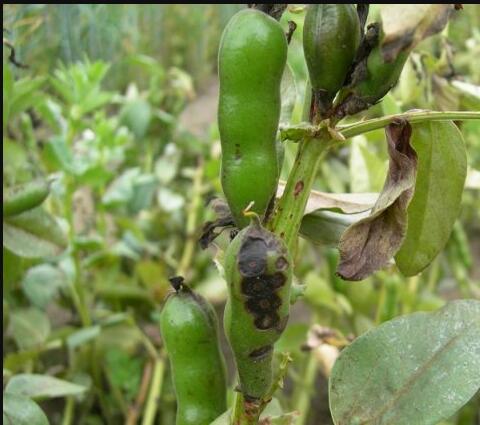  p>蚕豆褐斑病是由蚕豆壳二孢菌侵染所引起的,发生在蚕豆上的一种病害