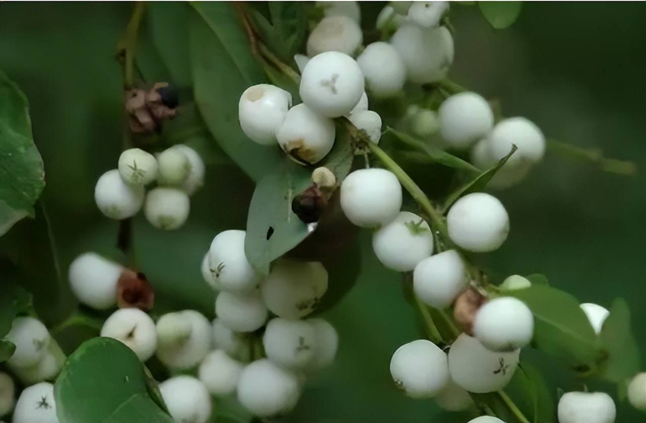 白饭树
