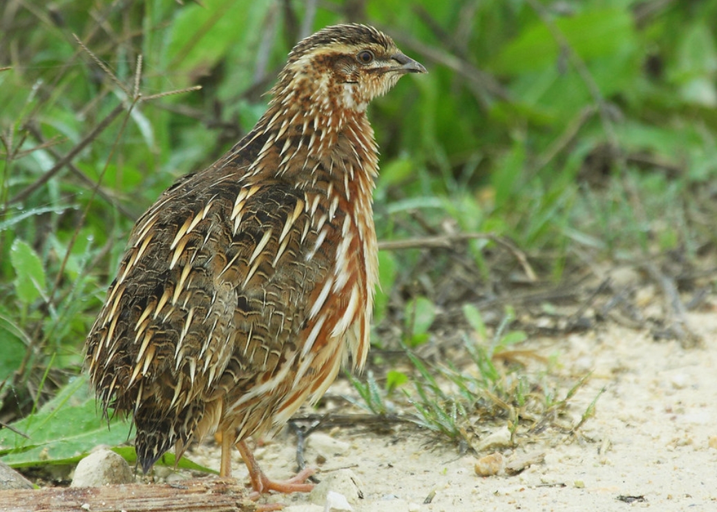  p>西鹌鹑(学名: i>coturnix coturnix /i>):是雉科,鹌鹑属的物种.