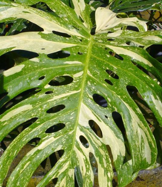 花叶龟背竹_百度百科