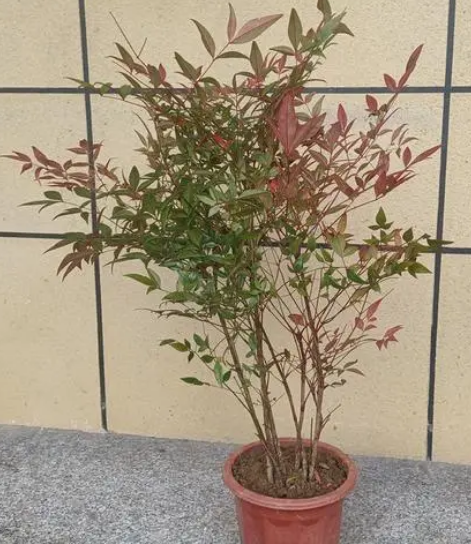 红叶南天竹和火焰南天竹傻傻分不清？我来说说两者的区别和共性_百科TA说