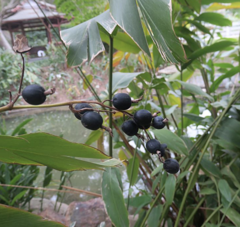 burtt)是姜科,山姜属植物.株高1.5-3米.