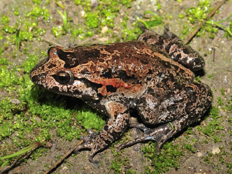  p>拉托娜蟾属(学名: i>latonia /i>):两栖纲,盘舌蟾科的一属两栖动物