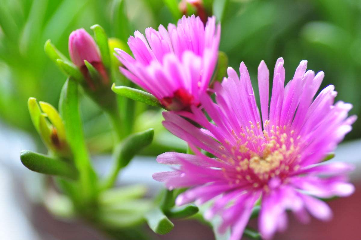 节花龙须海棠