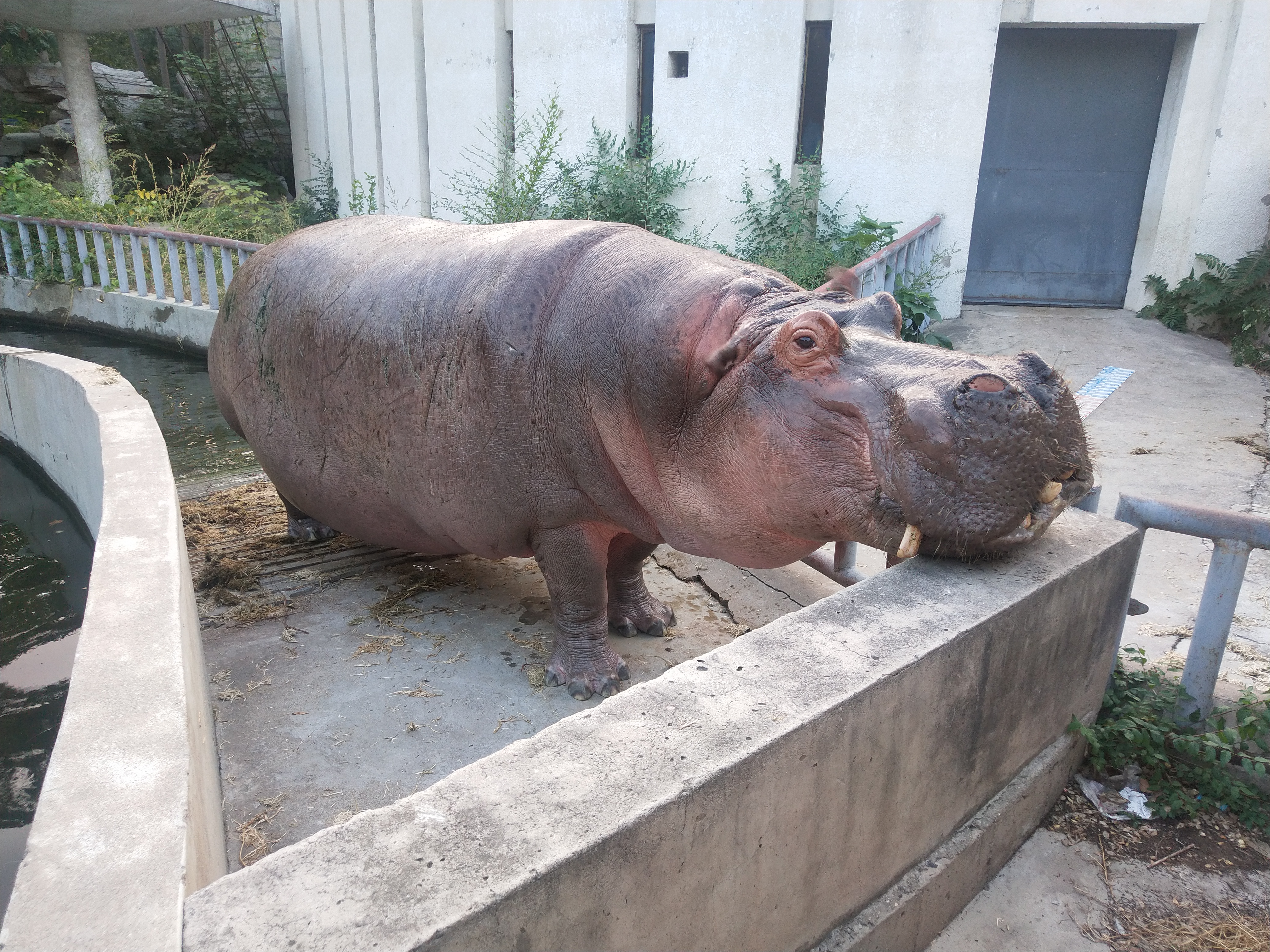  p>河马科 hippopotamidae偶蹄目的 1科.共有2属2种.