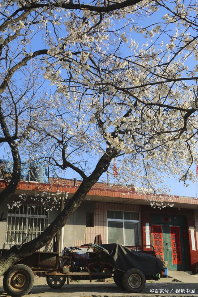 山东青岛：上万亩樱桃花、杏花竞相绽放，春意盎然、美不胜收_百科TA说