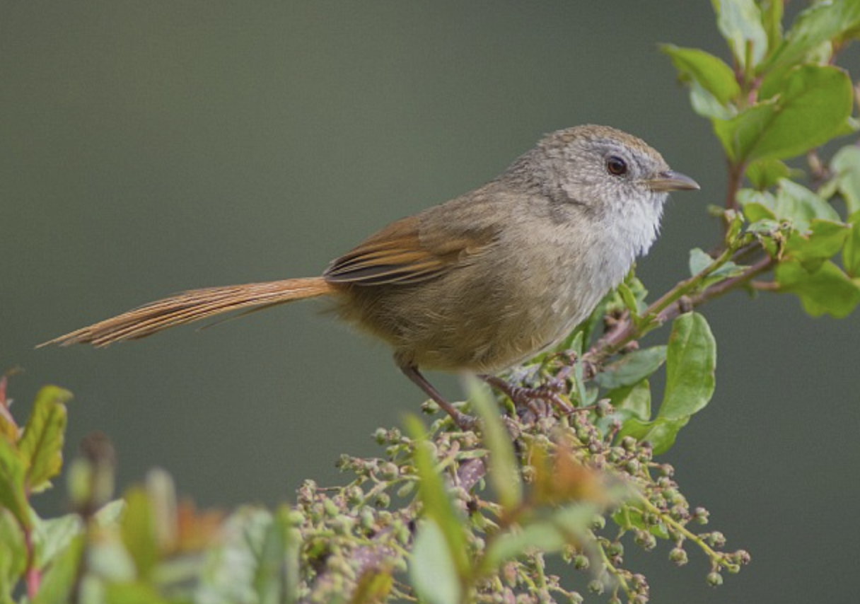  p>宝兴鹛雀(学名: i>moupinia poecilotis /i>)是莺科,鹛雀属小型