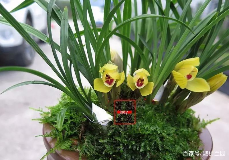 精选花卉：兰花欣赏春兰铭品黄金大富贵_百科TA说