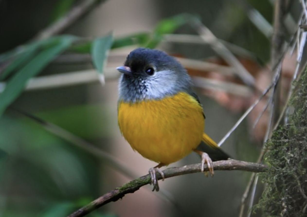  p>金胸雀鹛(学名: i>lioparus chrysotis /i>)是莺科,雀鹛属小型鸟类