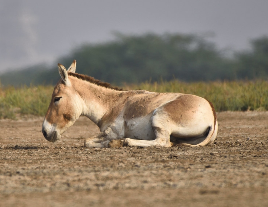  p>印度野驴( i>equus hemionus khur /i>):是马科,马属动物"亚洲野驴