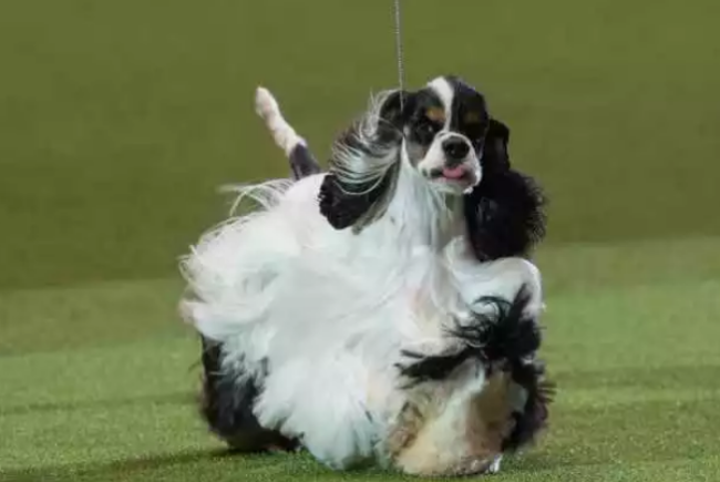 可卡犬：英式美式傻傻分不清_百科TA说