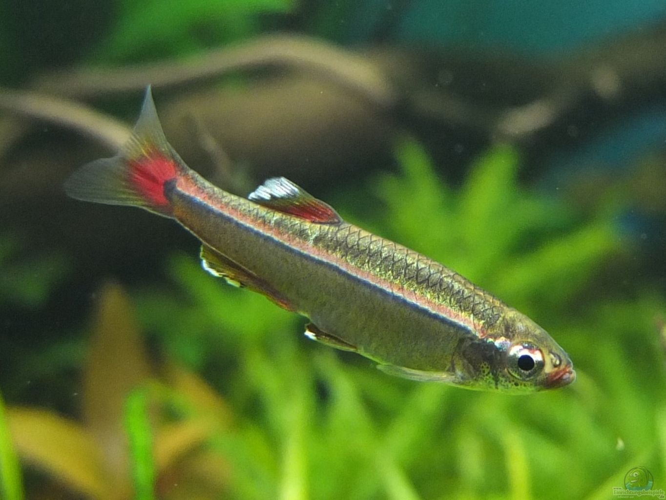 tanichthys albonubes