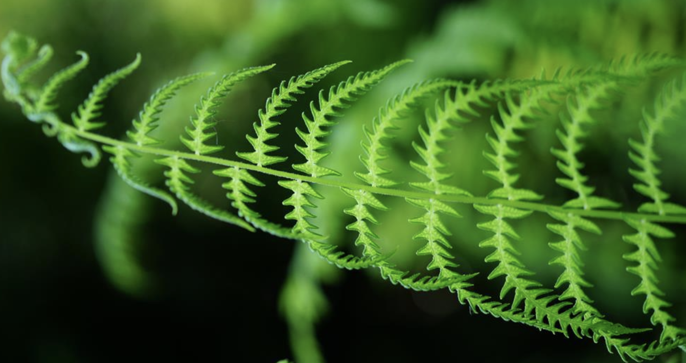  p>沼泽蕨(学名: i>thelypteris palustris /i> (l.