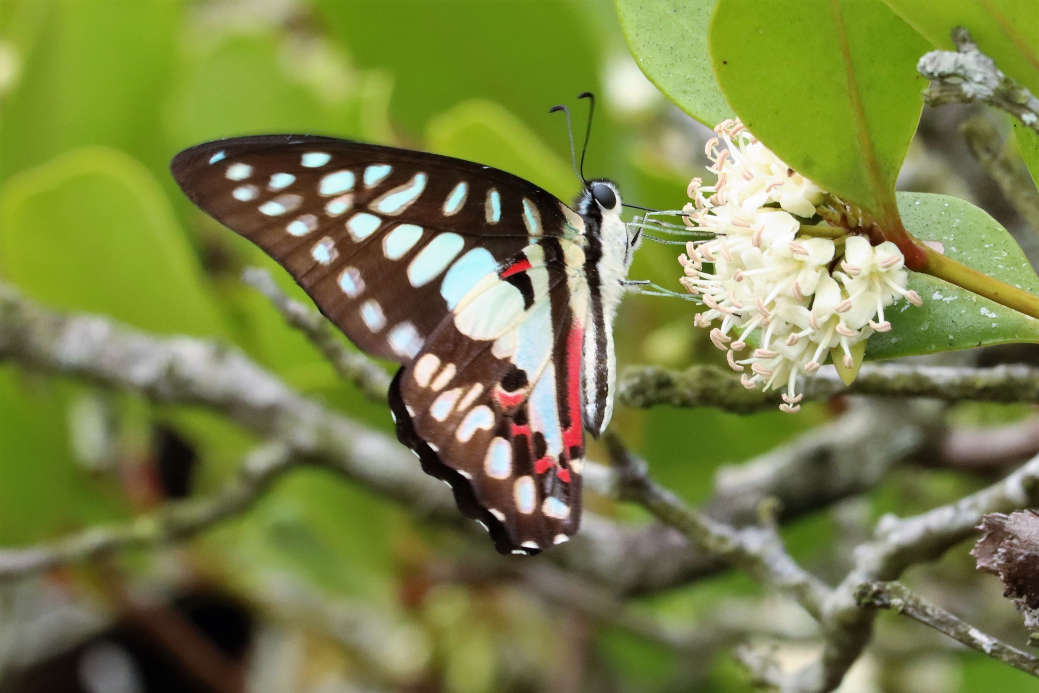  p>碎斑青凤蝶(学名: i>graphium doson /i>)是凤蝶科,青凤蝶属昆虫.