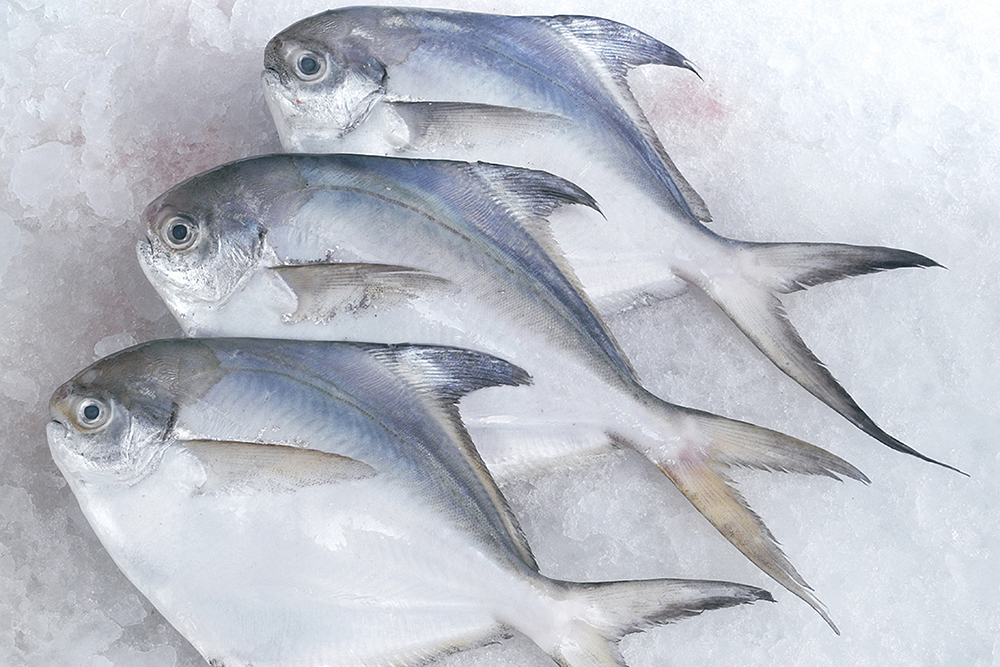  p>银鲳(学名: i>pampus argenteus /i>)是鲳科,鲳属鱼类.