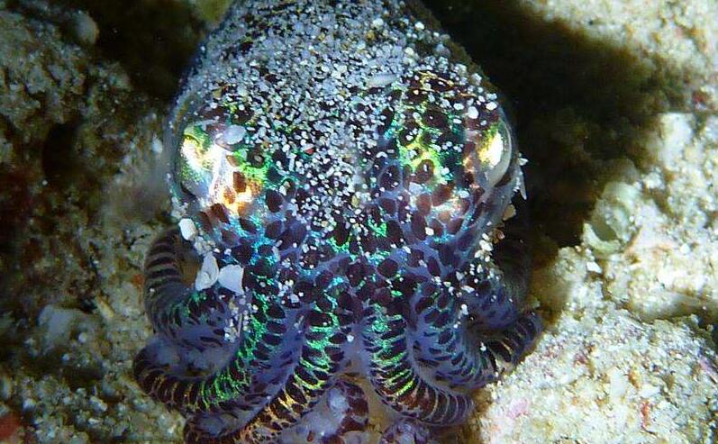 柏氏四盘耳乌贼