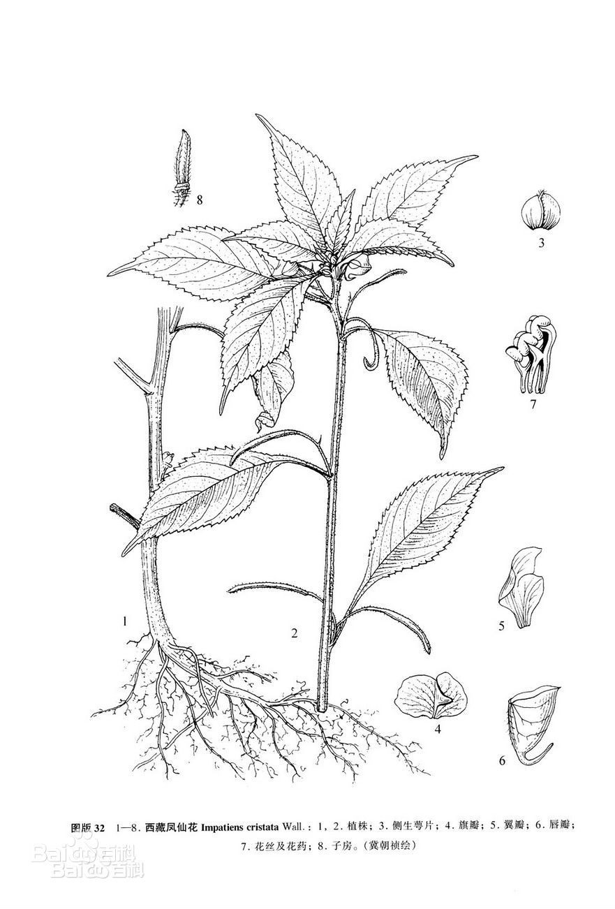 西藏凤仙花