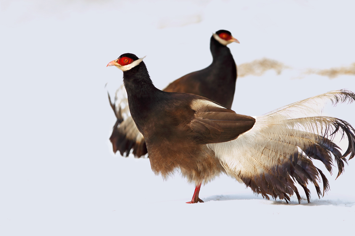  p>马鸡属(crossoptilon) a href="#">鸡形目 /a> a href="#">雉科 /a