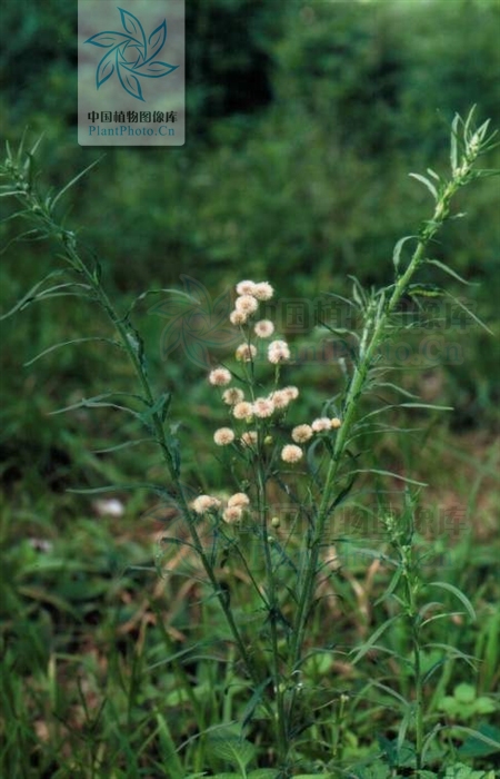 p>香丝草(学名:conyza bonariensis i>(l.) cronq.