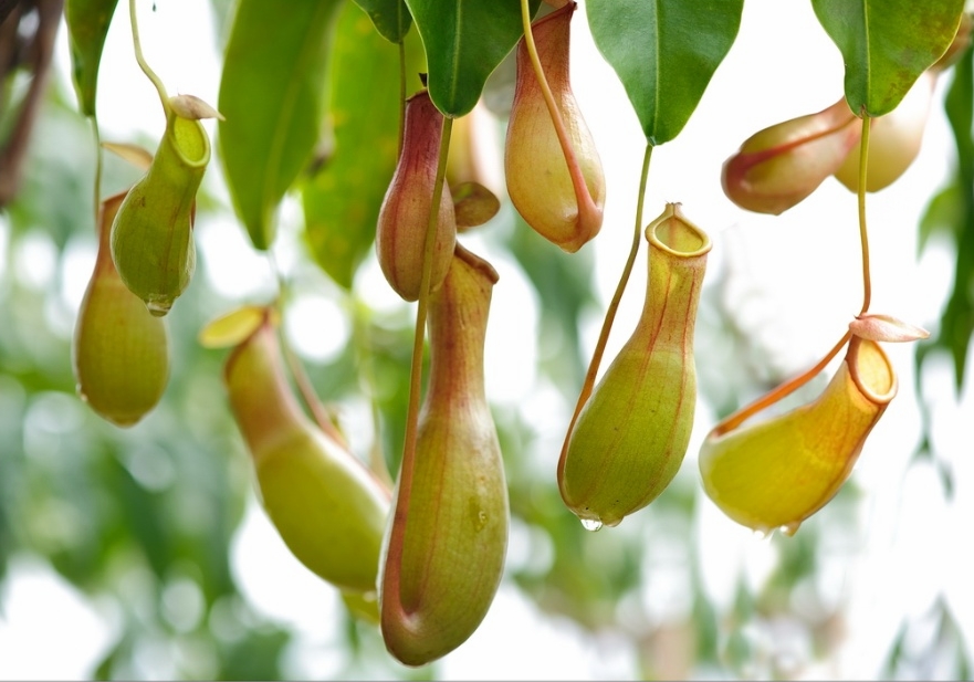  p>高棉猪笼草是由克洛维斯(clovis thorel)在1862年至1866年间在ti