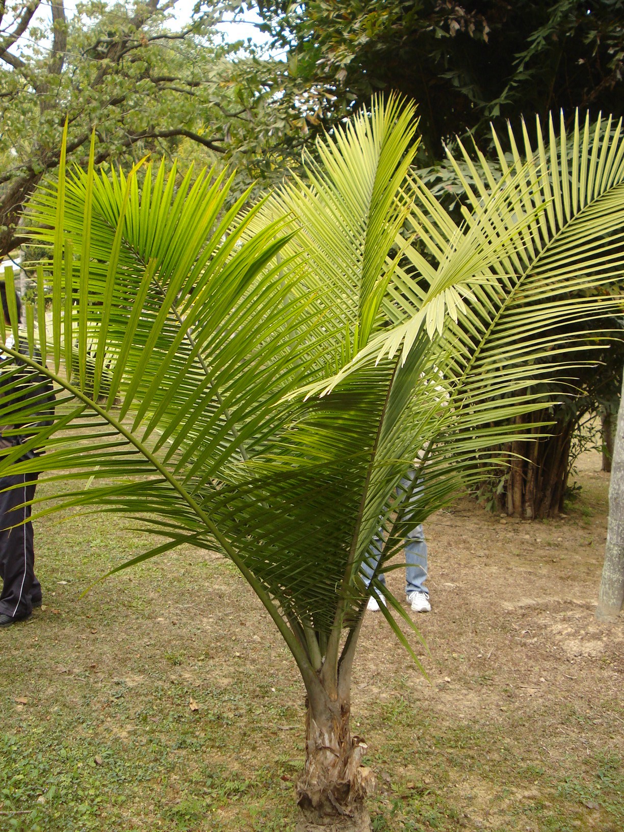  p>国王椰子(学名: i>ravenea rivularis /i> jum. &amp; h.