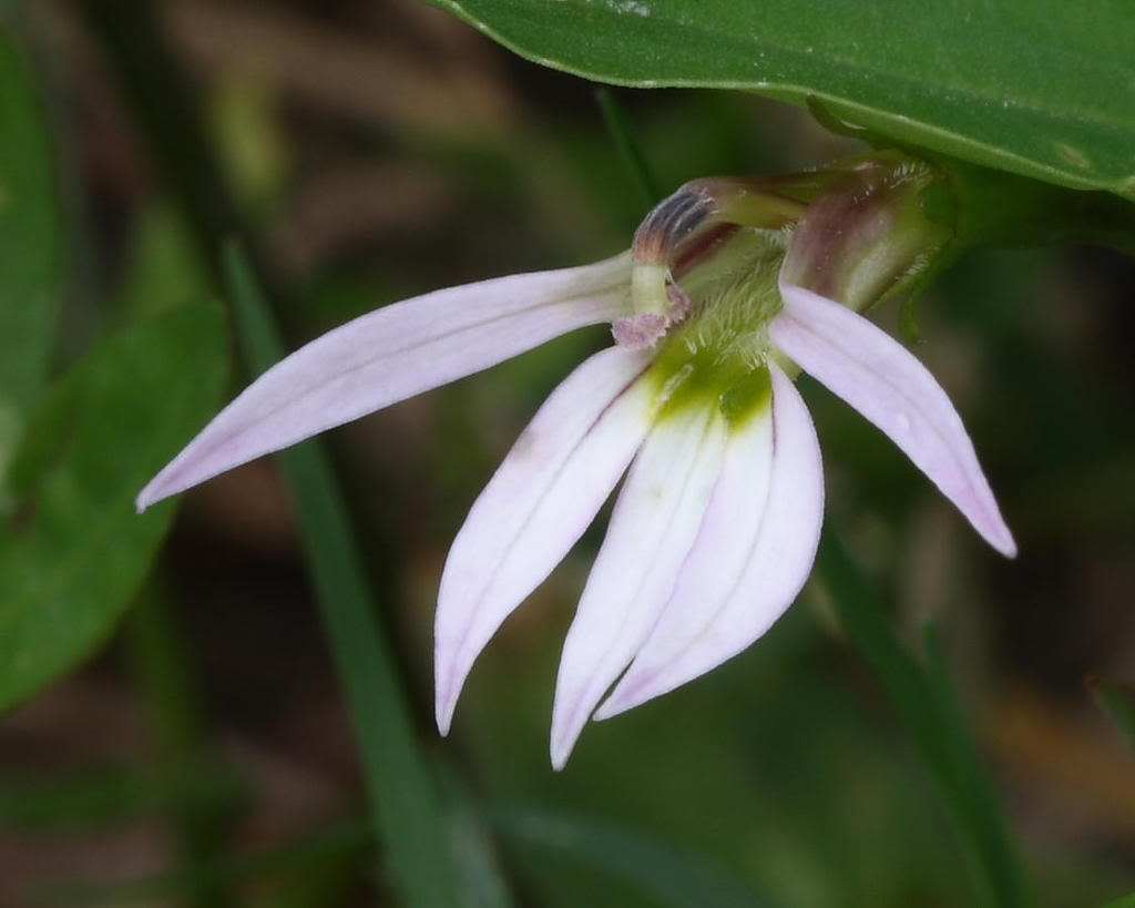  p>顶花半边莲(学名: i>lobelia terminalis c. b.