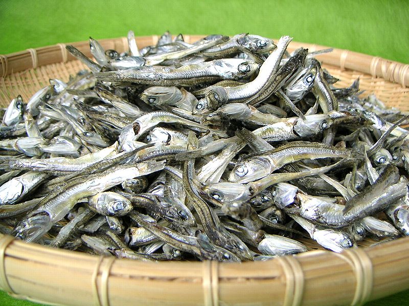 凤尾鱼