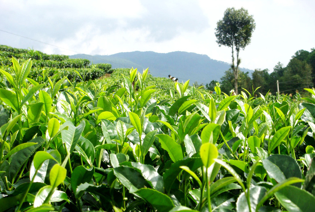 茶叶云纹叶枯病