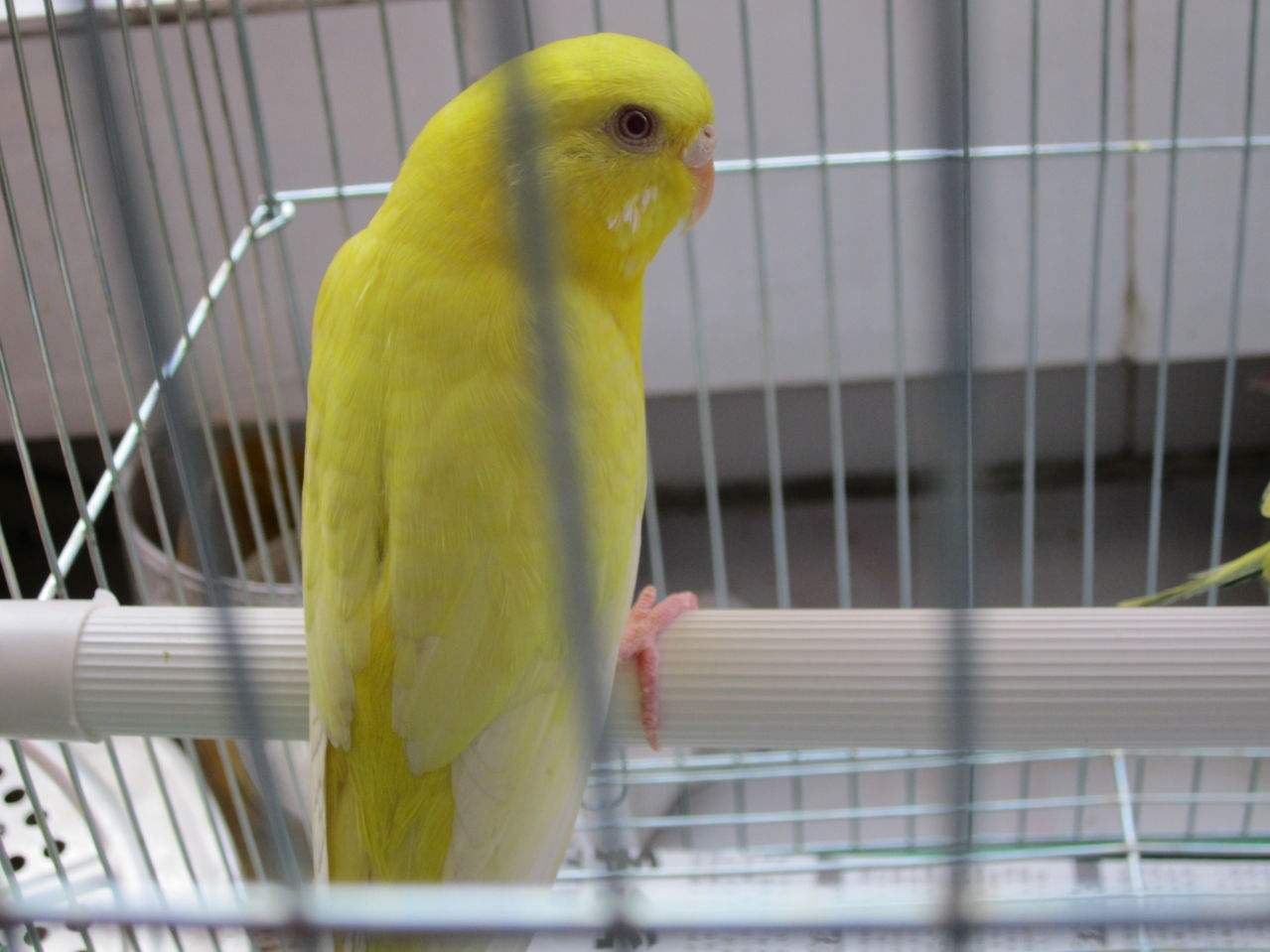  p>黄绿吸蜜鹦鹉(学名:trichoglossus flavoviridis)羽色鲜艳,主要以