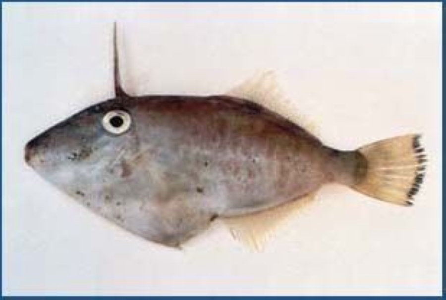  p>黄鳍马面魨是一种鱼类的名称. /p>